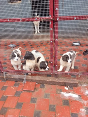 Ciobanesc de bucovina  - imagine 2