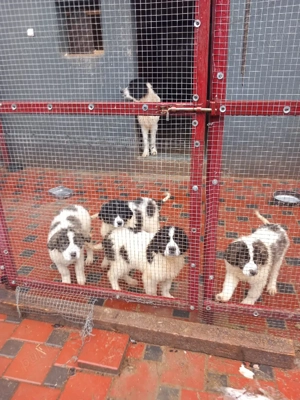 Ciobanesc de bucovina  - imagine 3