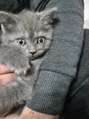 Pui British Shorthair