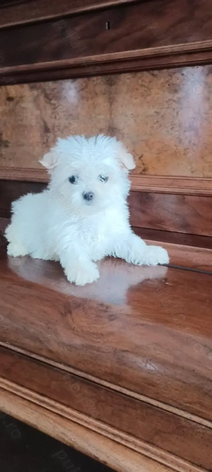 Catelusa bichon maltez toy - imagine 4