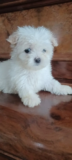 Catelusa bichon maltez toy - imagine 3