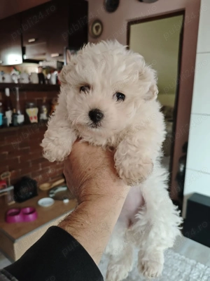 Vând bichon bolognese