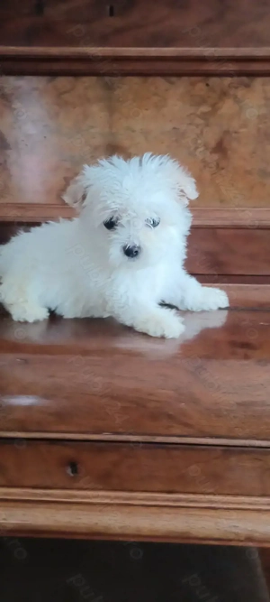 Catelusa bichon maltez toy - imagine 5