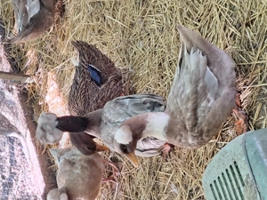 Rațe moțate toate culorile - imagine 2