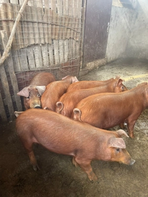 Vând purcei 4 luni și scroafa aprox 200 kg Duroc curat  - imagine 2