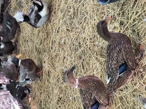 Rațe moțate toate culorile - imagine 4