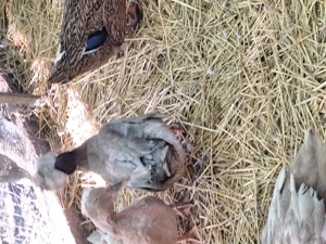 Rațe moțate toate culorile - imagine 5