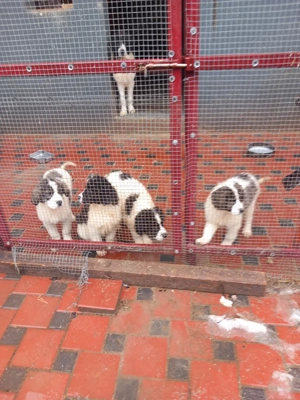 Ciobănesc de Bucovina  - imagine 5