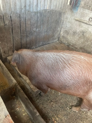 Vând purcei 4 luni și scroafa aprox 200 kg Duroc curat  - imagine 4