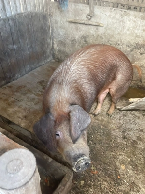 Vând purcei 4 luni și scroafa aprox 200 kg Duroc curat  - imagine 3