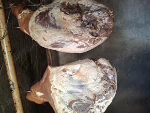 Vând șuncă de mangalita 