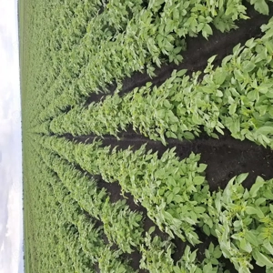 Cartofi de sămânț  Arizona, Bellarosa, Rivola - imagine 2