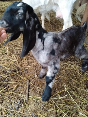 iezișori anglonubieni - imagine 4