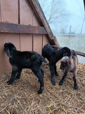 iezișori anglonubieni - imagine 3