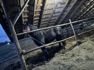 Armăsar de vânzare!