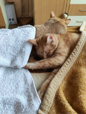 Motănei pentru adoptie - imagine 4