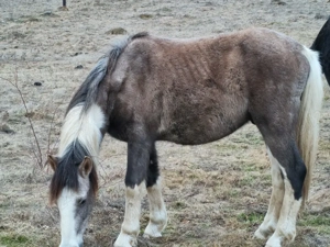 Mânz pinto - imagine 2