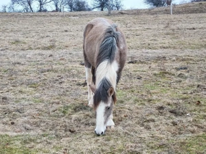 Mânz pinto - imagine 5