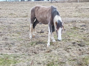 Mânz pinto - imagine 3