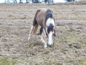 Mânz pinto - imagine 4