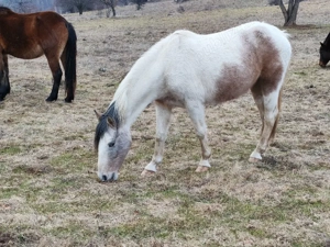 manza pinto - imagine 3