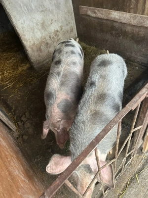 Porci de vânzare! - imagine 2