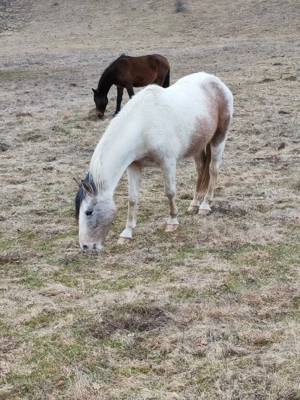 manza pinto - imagine 4