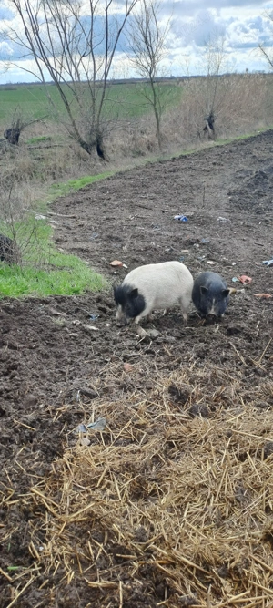 vier porc vietnamez - imagine 5