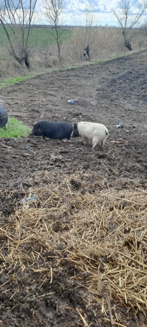 vier porc vietnamez - imagine 2