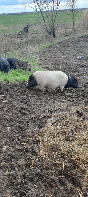 vier porc vietnamez - imagine 3