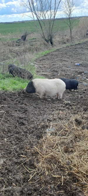 vier porc vietnamez - imagine 4