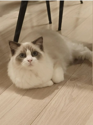 Motan Ragdoll cu pedigree tip A în vârstă de 8 luni , foarte frumos , nesterilizat, renunțăm la el p