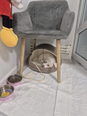 vand bichon matlez de talie mica 