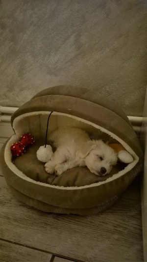 vand bichon matlez de talie mica  - imagine 3