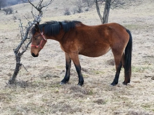 Mânza 3 ani gestanta - imagine 3