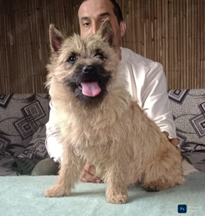Cairn terrier baietei - imagine 2