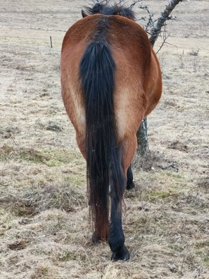 Mânza 3 ani gestanta - imagine 5