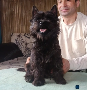 Cairn terrier baietei - imagine 3