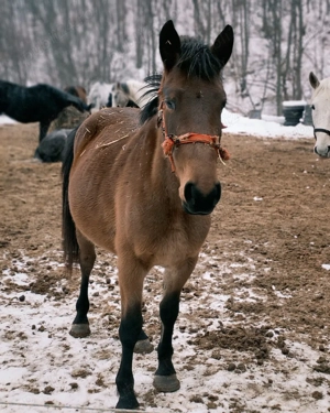 Mânza 3 ani gestanta - imagine 4