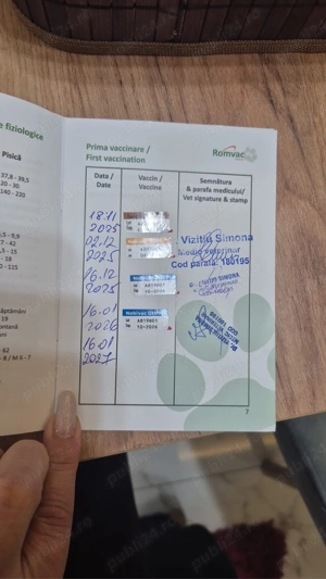 vand bichon matlez de talie mica  - imagine 4