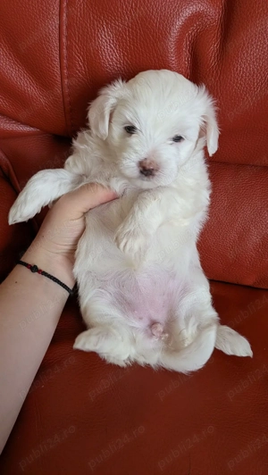 vand bichon maltez - imagine 5