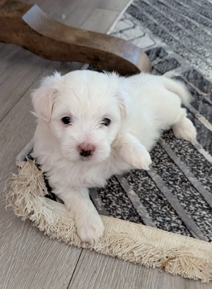 vand bichon maltez - imagine 3