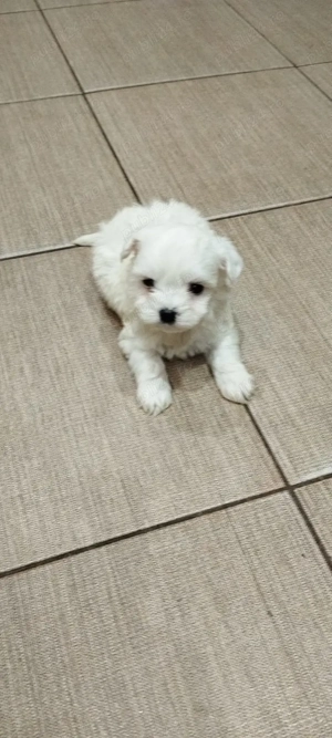 Bichon maltes mini toy  - imagine 2