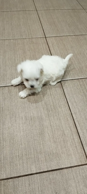 Bichon maltes mini toy  - imagine 3