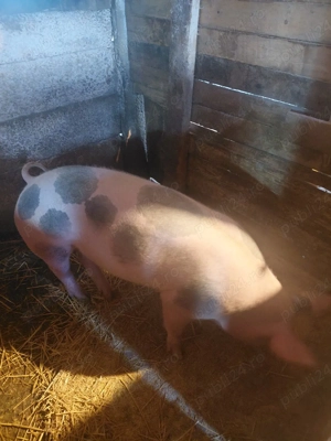 scroafe de vinzare - imagine 5