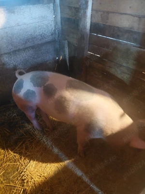 scroafe de vinzare - imagine 3