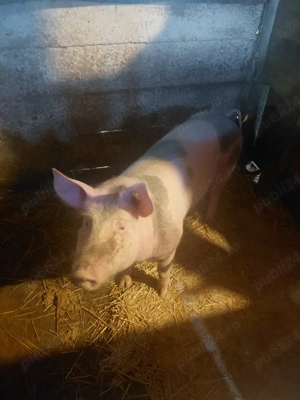 scroafe de vinzare - imagine 2