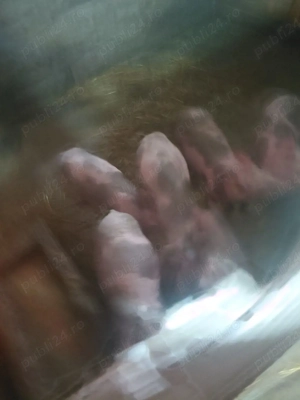 Purcei vinzare rasa petrian  sunt castrati 