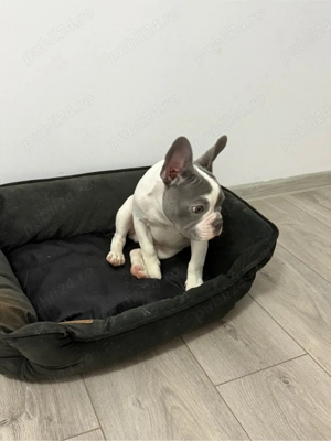 Buldog Francez - imagine 3