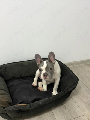 Buldog Francez - imagine 2